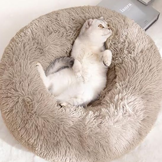 coussin chat beige pour toutes grandeurs